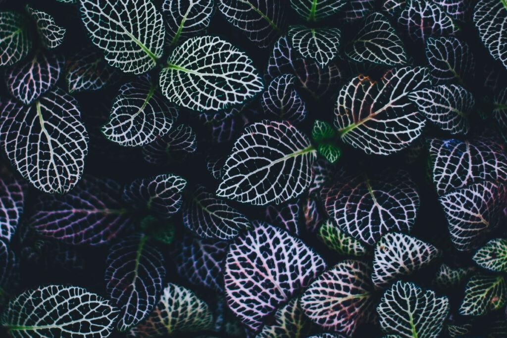 plant leaves